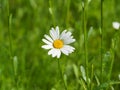 DaisyÃ¢â¬â¹ FlowerÃ¢â¬â¹ spring Royalty Free Stock Photo